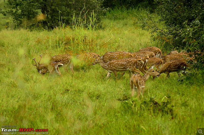 Triumphs & Tigers : Heady combination for a 1000 kms weekend ride!-_dsc1697001.jpg