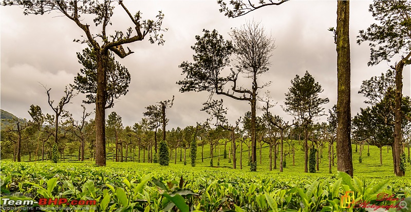 Monsoon - To the Sky Cottage, Munnar-dsc_1521.jpg