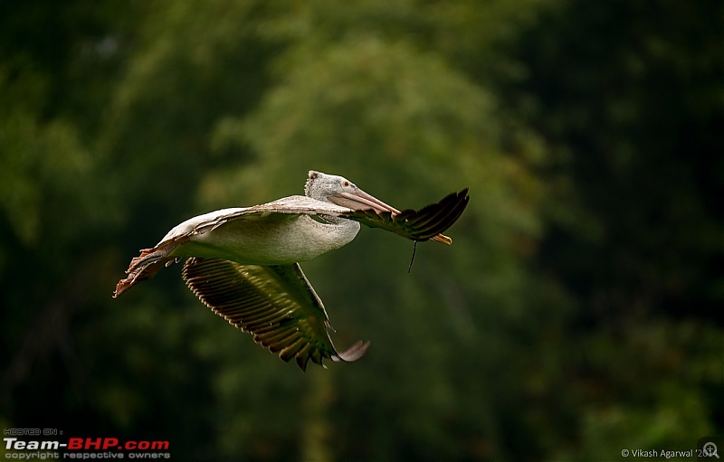 Photologue - Day trip to the Ranganathittu Bird Sanctuary!-dsc_7168.jpg