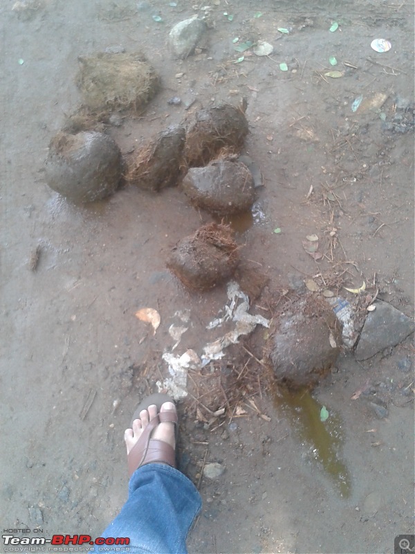 Victoria College, Palakkad to Malampuzha, Kerala - Just a small 7 kms road-jumbo-dung-my-leg-scale.jpg