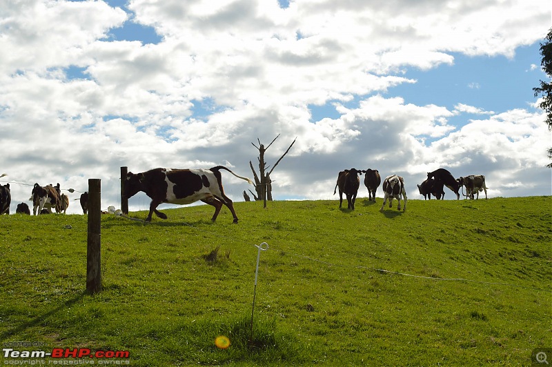 1 Country, 2 Islands, 4 weeks - New Zealand-dsc_0997-2.jpg