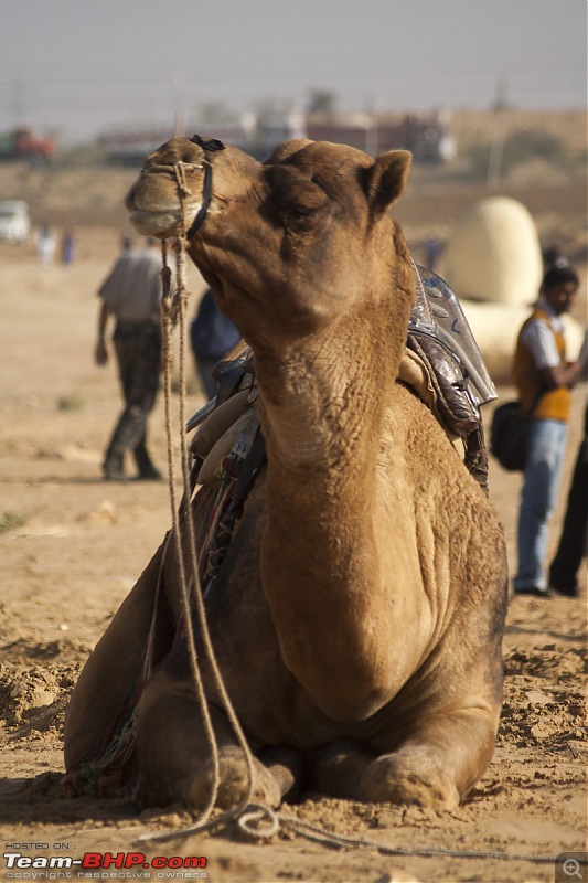 Reliving the glory of the Jaisalmer Desert Festival-festival-10.jpg