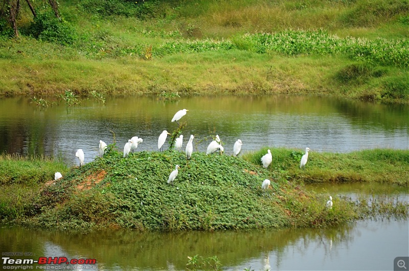 Short trip to Alamparai Fort & Vedanthangal Bird Sanctuary-dsc_0043.jpg