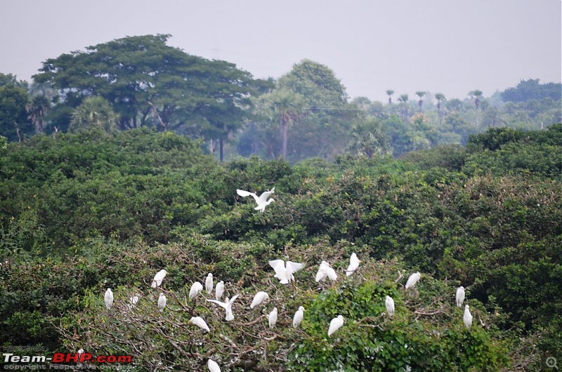 Short trip to Alamparai Fort & Vedanthangal Bird Sanctuary-dsc_0063.jpg