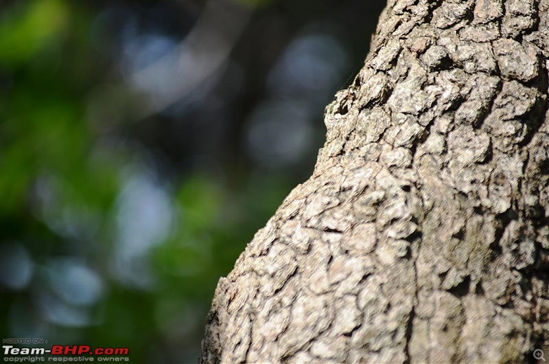 Short trip to Alamparai Fort & Vedanthangal Bird Sanctuary-dsc_0080.jpg