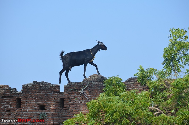 Short trip to Alamparai Fort & Vedanthangal Bird Sanctuary-dsc_0112.jpg