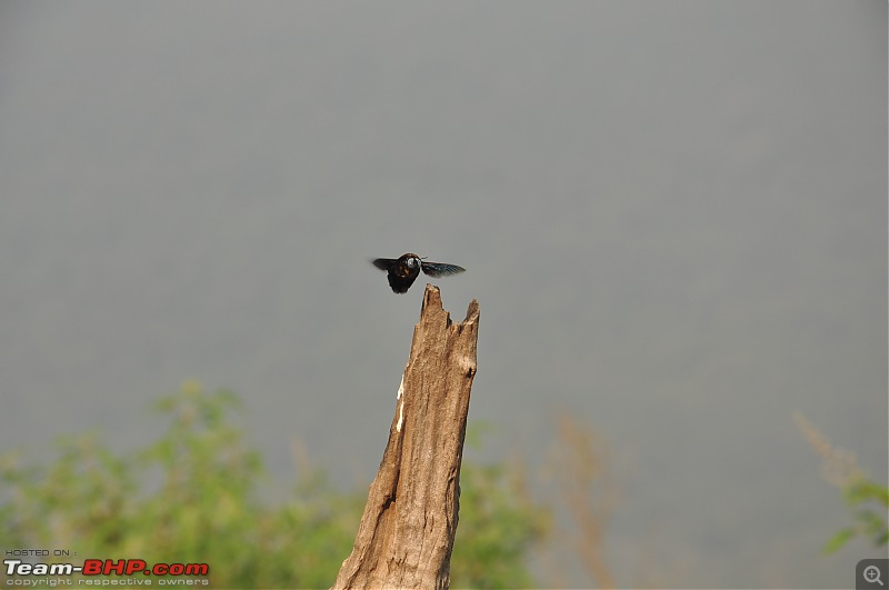 Treks around Mumbai: Karnala Bird Sanctuary & Kalavantin Durg-dsc_0085-2.jpg