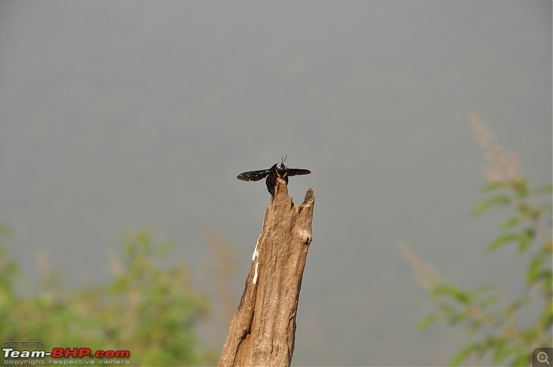Treks around Mumbai: Karnala Bird Sanctuary & Kalavantin Durg-dsc_0087-2.jpg