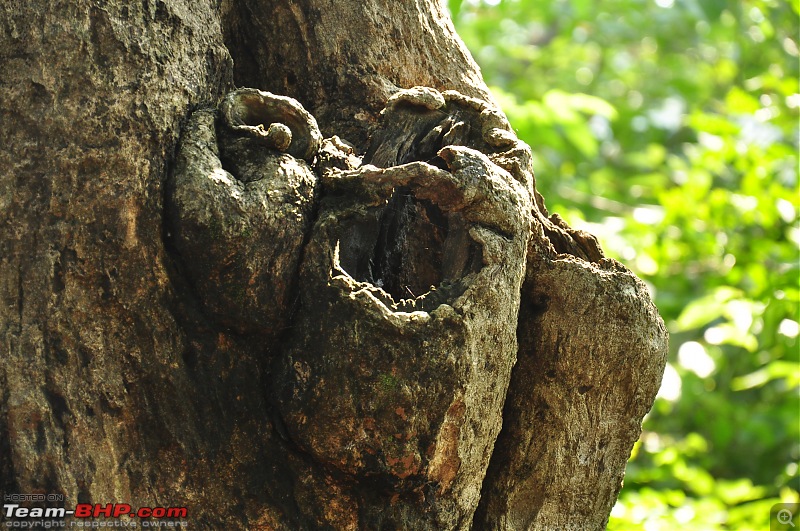 Treks around Mumbai: Karnala Bird Sanctuary & Kalavantin Durg-dsc_0179.jpg