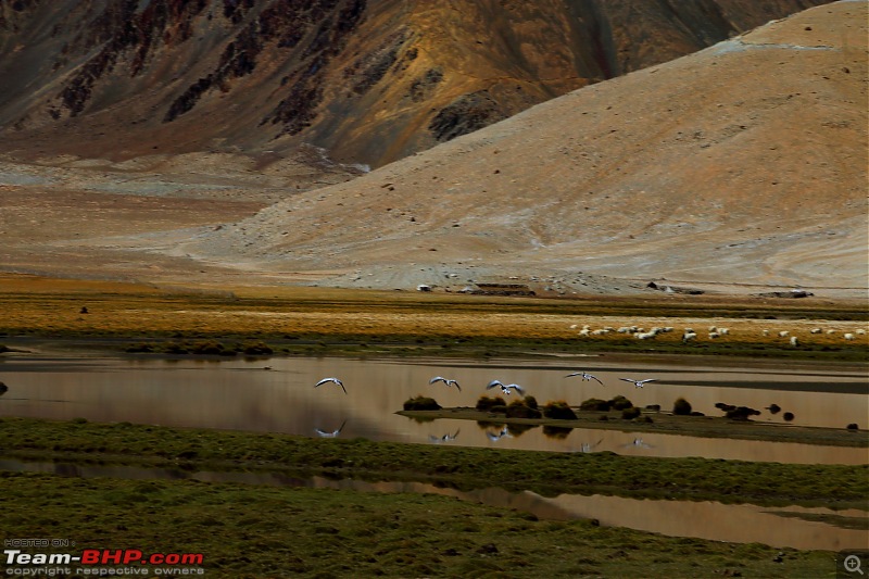 The Northern Expedition - Mumbai to Ladakh-harong-wet-lands-5.jpg