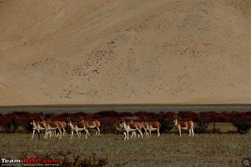 The Northern Expedition - Mumbai to Ladakh-kiangs-3.jpg