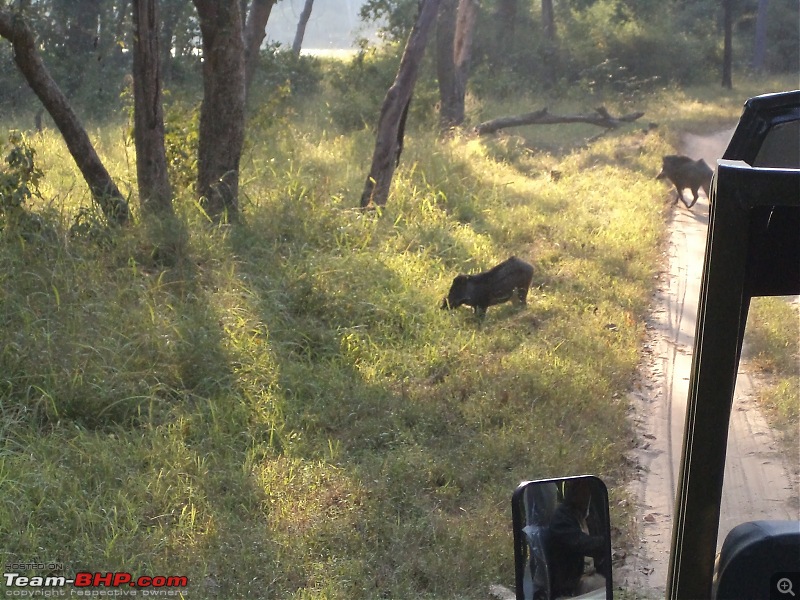 Taming the wild in my plucky Alto K10 - Roadtrip to Kanha & Tadoba (from Bangalore)-dsc02880.jpg