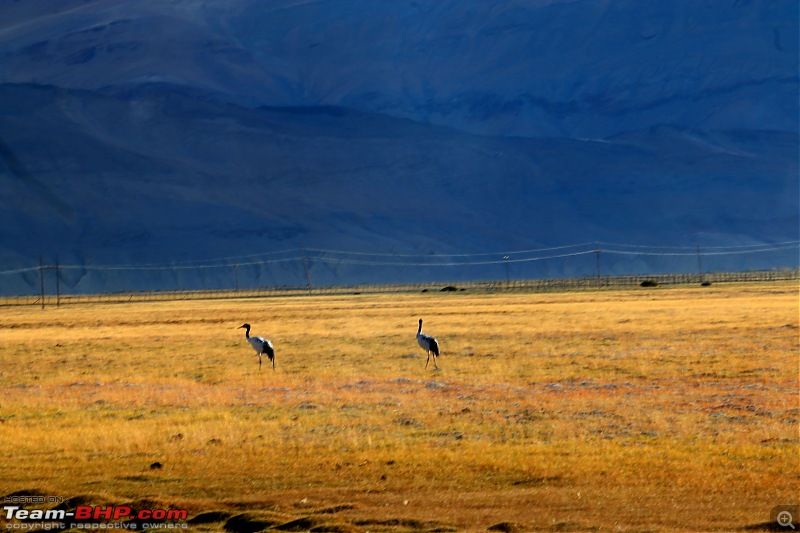 The Northern Expedition - Mumbai to Ladakh-cranes-1.jpg