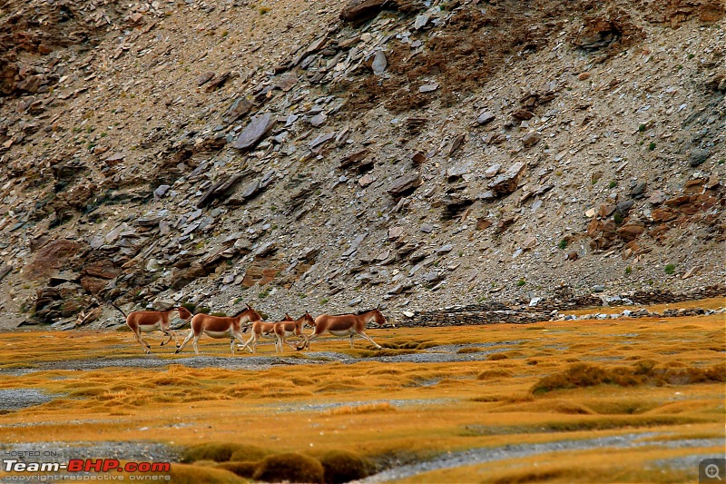 The Northern Expedition - Mumbai to Ladakh-flight-kiang.jpg