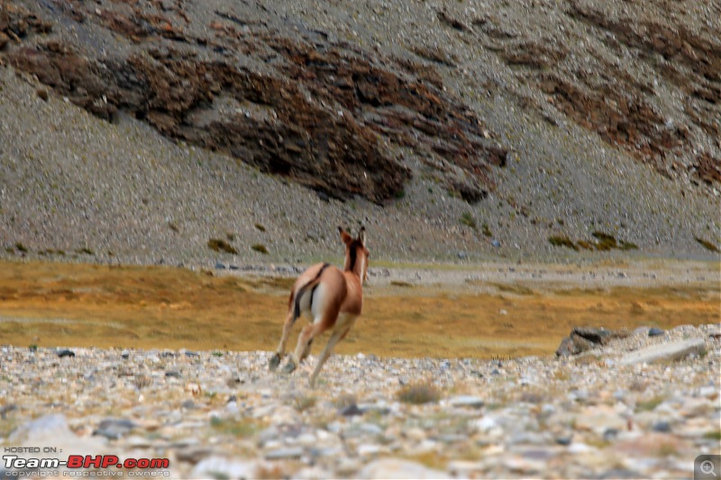 The Northern Expedition - Mumbai to Ladakh-kiang-6.jpg