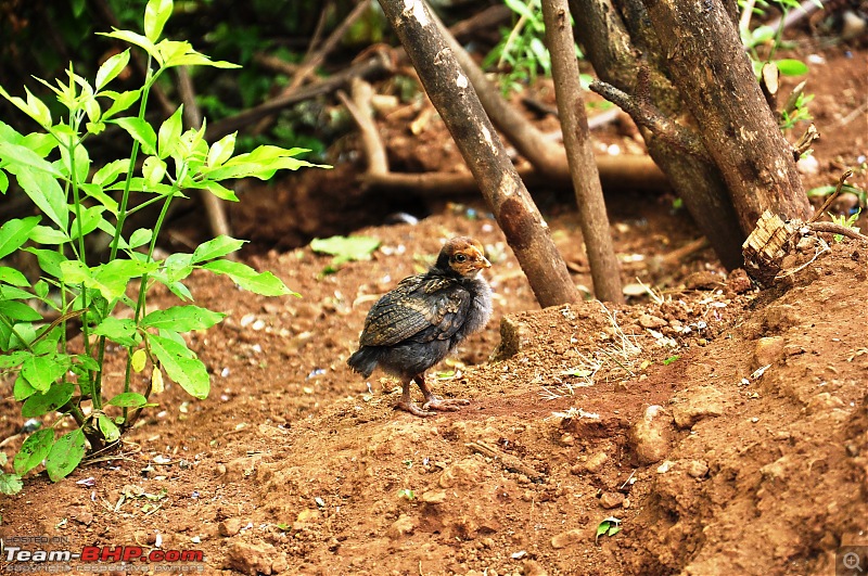 Treks around Mumbai: Karnala Bird Sanctuary & Kalavantin Durg-dsc_0161.jpg