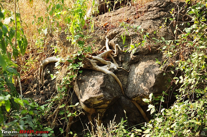 Treks around Mumbai: Karnala Bird Sanctuary & Kalavantin Durg-dsc_0282.jpg