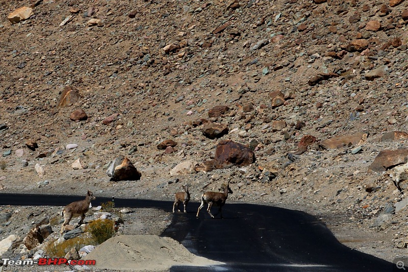 The Northern Expedition - Mumbai to Ladakh-deer-2.jpg