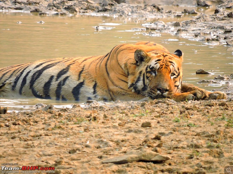 Waghoba at Tadoba-14.jpg