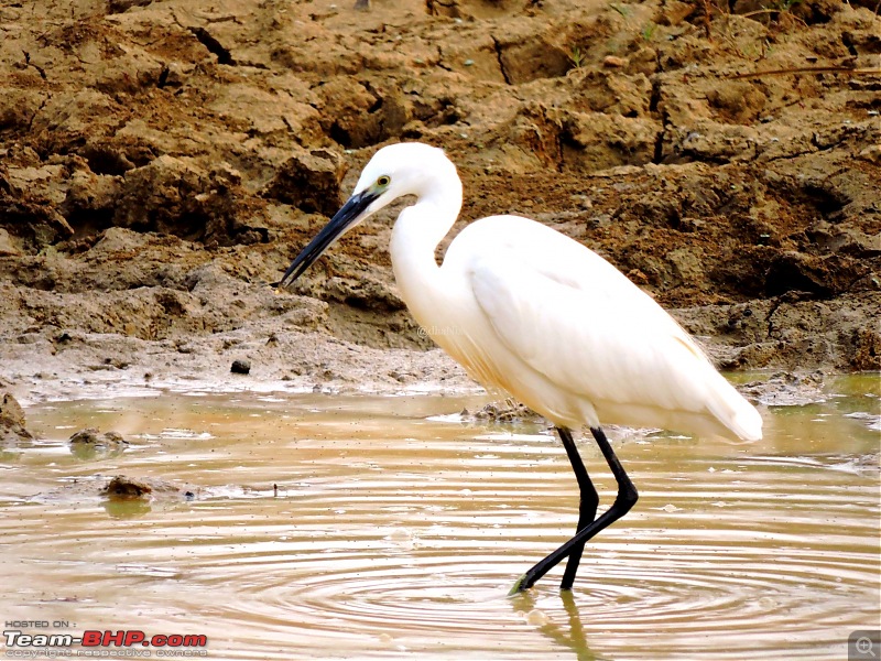 Waghoba at Tadoba-15.jpg