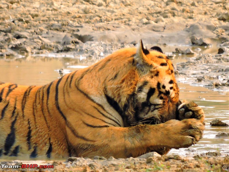 Waghoba at Tadoba-16.jpg