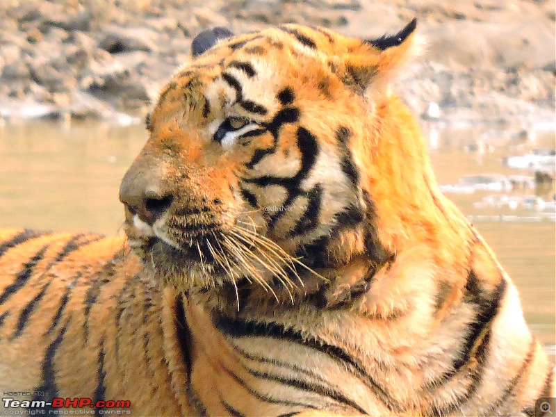 Waghoba at Tadoba-17.jpg