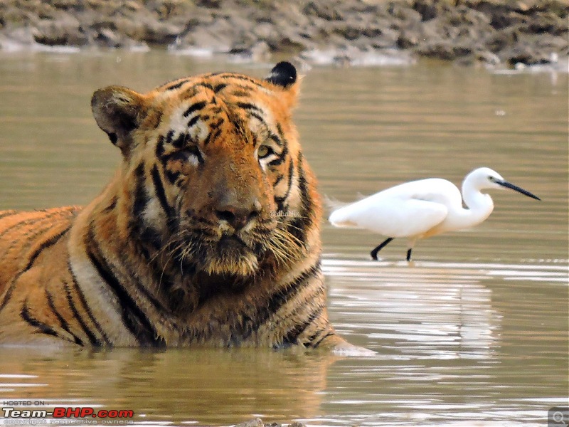 Waghoba at Tadoba-23.jpg