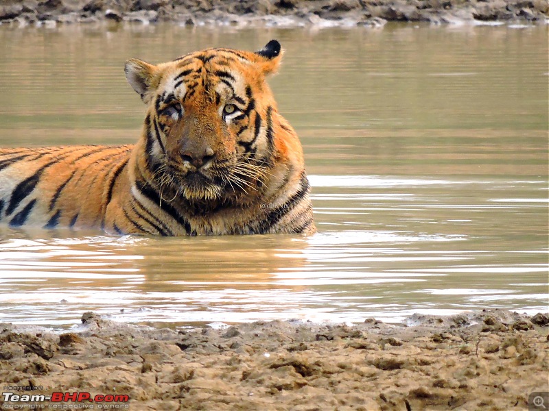 Waghoba at Tadoba-25.jpg