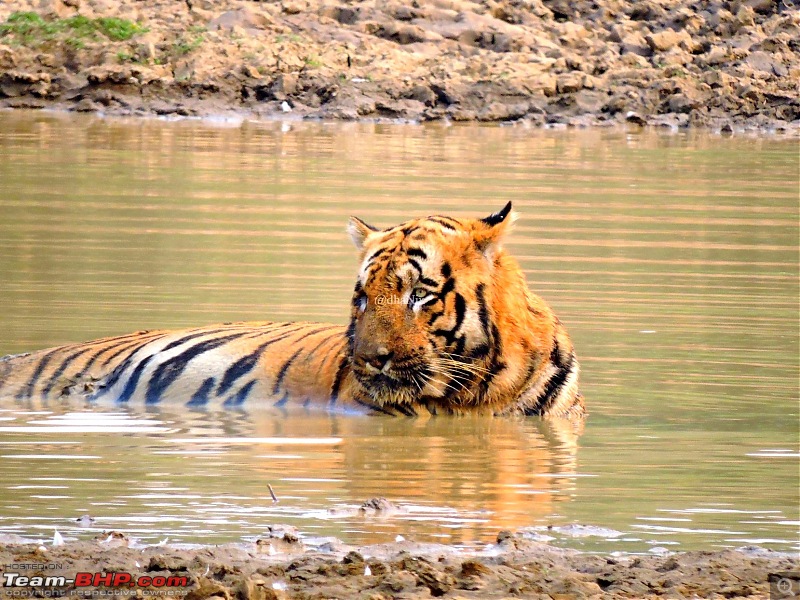 Waghoba at Tadoba-29.jpg