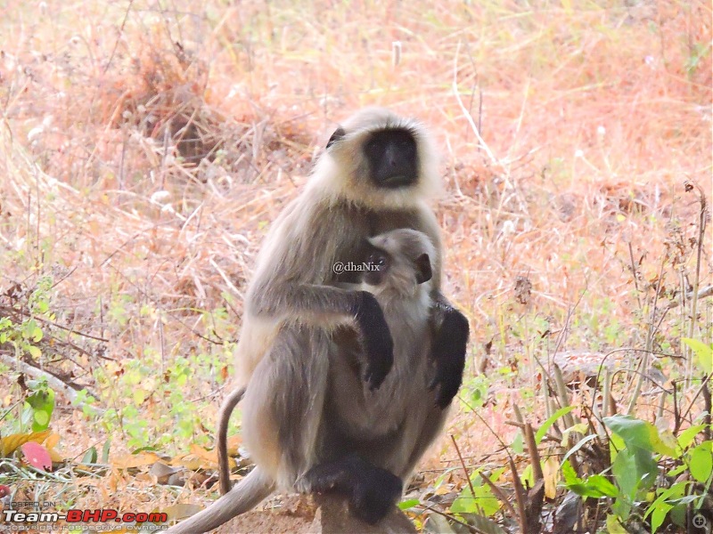 Waghoba at Tadoba-34.jpg