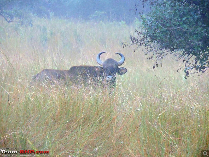 Waghoba at Tadoba-35.jpg