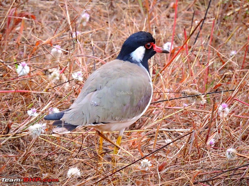 Waghoba at Tadoba-36.jpg