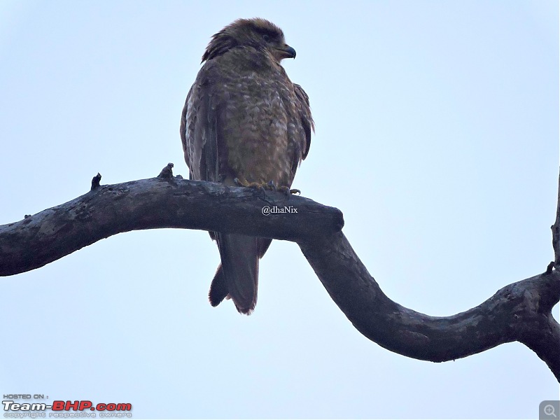 Waghoba at Tadoba-37.jpg