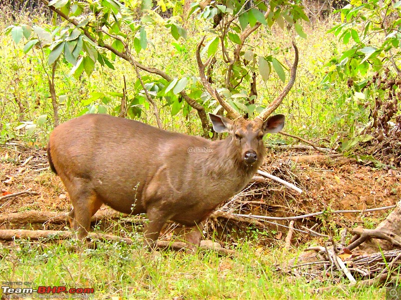 Waghoba at Tadoba-46.jpg