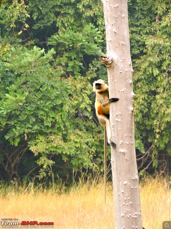 Waghoba at Tadoba-50.jpg