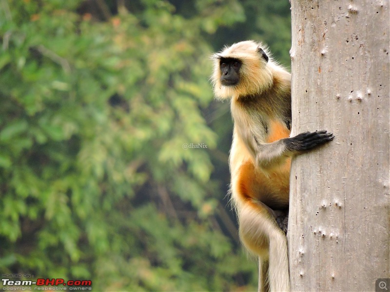 Waghoba at Tadoba-51.jpg