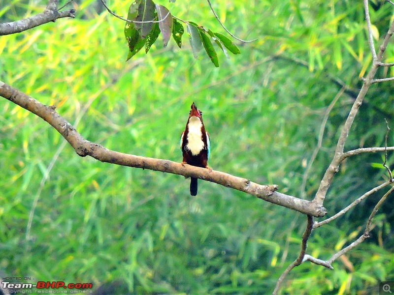 Waghoba at Tadoba-58.jpg