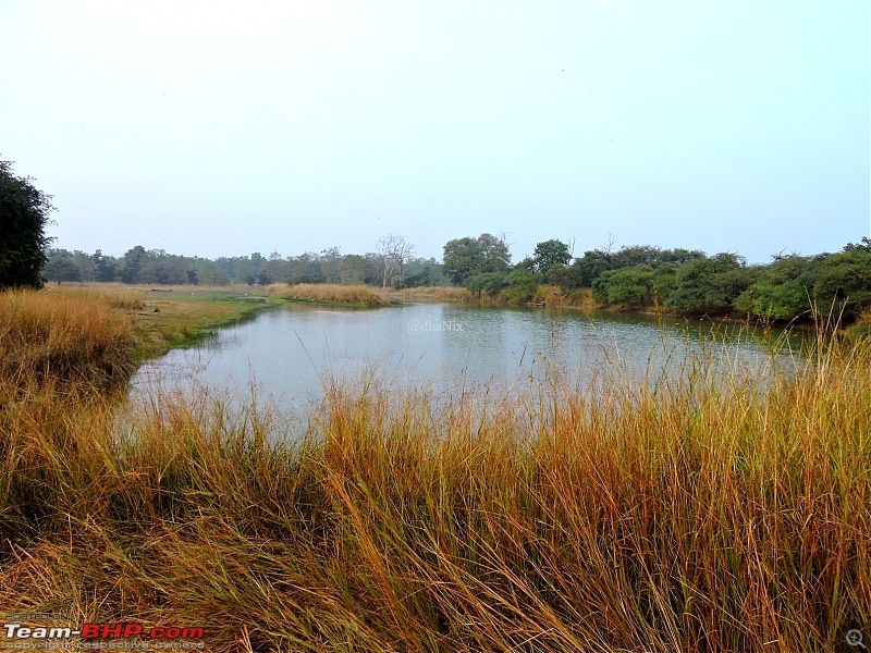 Waghoba at Tadoba-61.jpg