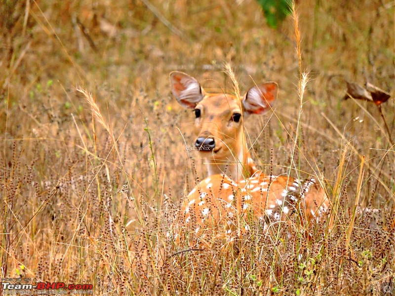 Waghoba at Tadoba-63.jpg