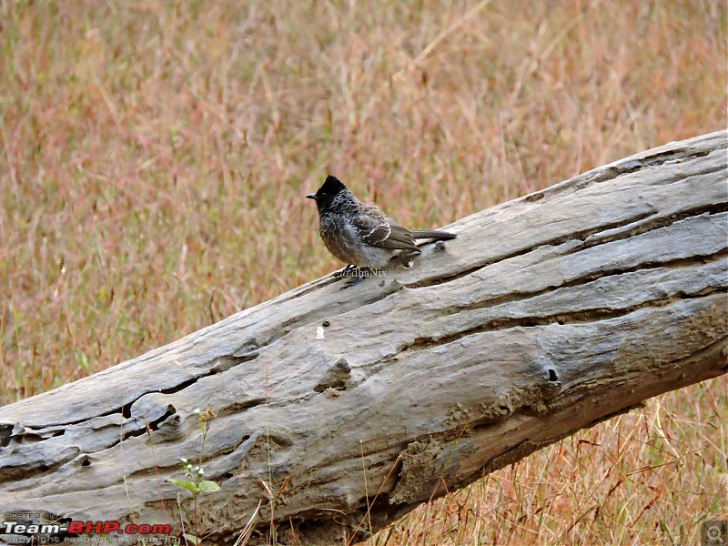 Waghoba at Tadoba-74.jpg