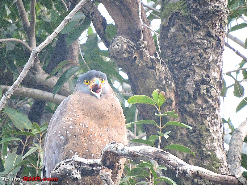 Waghoba at Tadoba-76.jpg