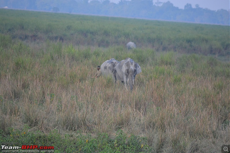 Experiencing Wildlife and Nature - Kaziranga National Park-dsc_0969.jpg