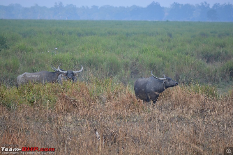 Experiencing Wildlife and Nature - Kaziranga National Park-dsc_0974.jpg