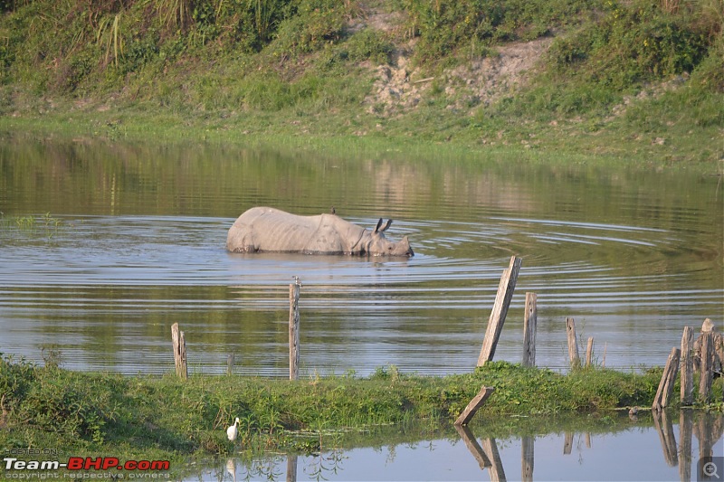 Experiencing Wildlife and Nature - Kaziranga National Park-dsc_0978.jpg