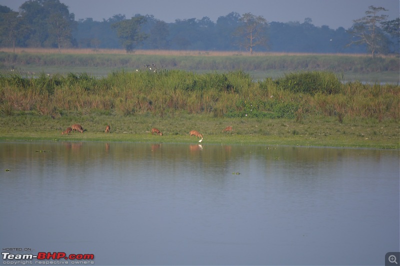 Experiencing Wildlife and Nature - Kaziranga National Park-dsc_0983.jpg