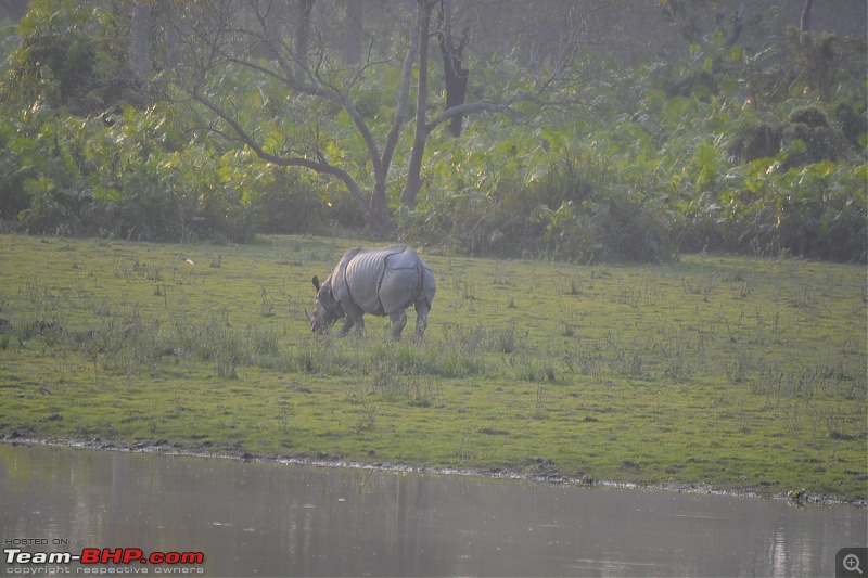 Experiencing Wildlife and Nature - Kaziranga National Park-dsc_1014.jpg