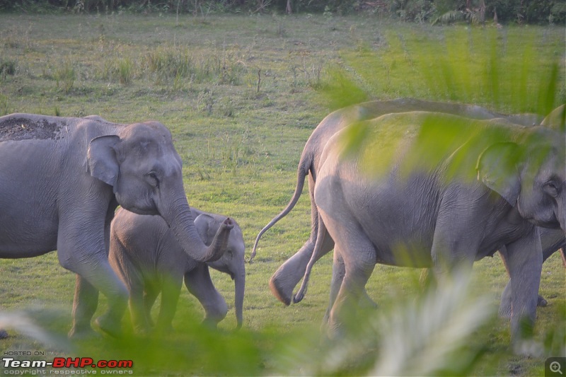 Experiencing Wildlife and Nature - Kaziranga National Park-dsc_1021.jpg