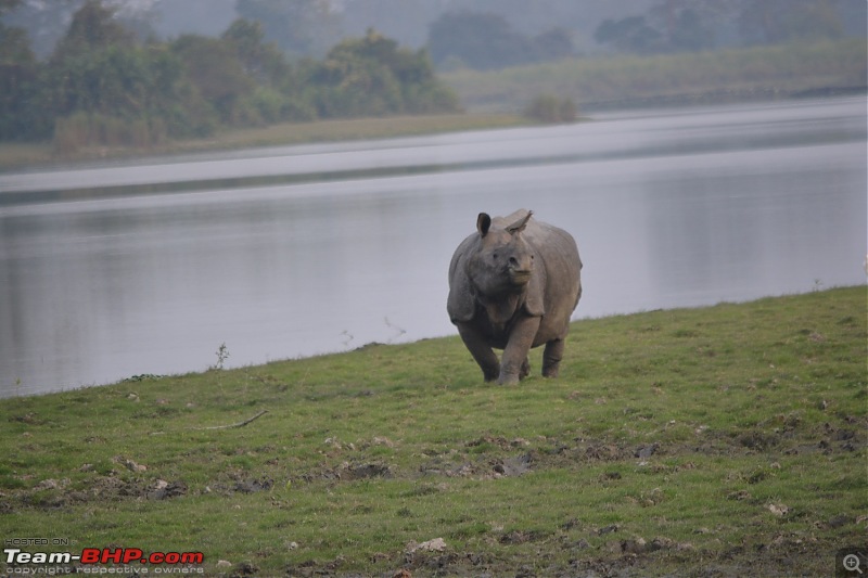 Experiencing Wildlife and Nature - Kaziranga National Park-dsc_1060.jpg