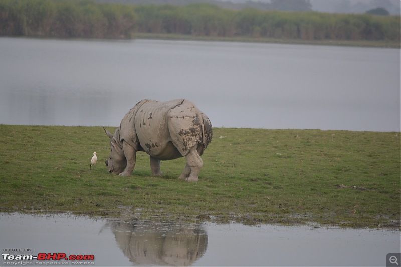 Experiencing Wildlife and Nature - Kaziranga National Park-dsc_1073.jpg