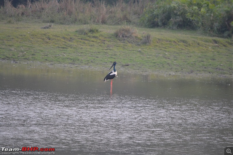 Experiencing Wildlife and Nature - Kaziranga National Park-dsc_1077.jpg